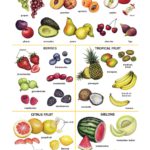 Dictionary page view of pictures of various fruit broken down into categories (berries, tropical fruit, citrus fruit, melons)